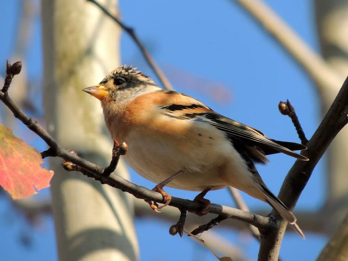 Птицы иркутской области фото Brambling (Fringilla montifringilla). Birds of Siberia.