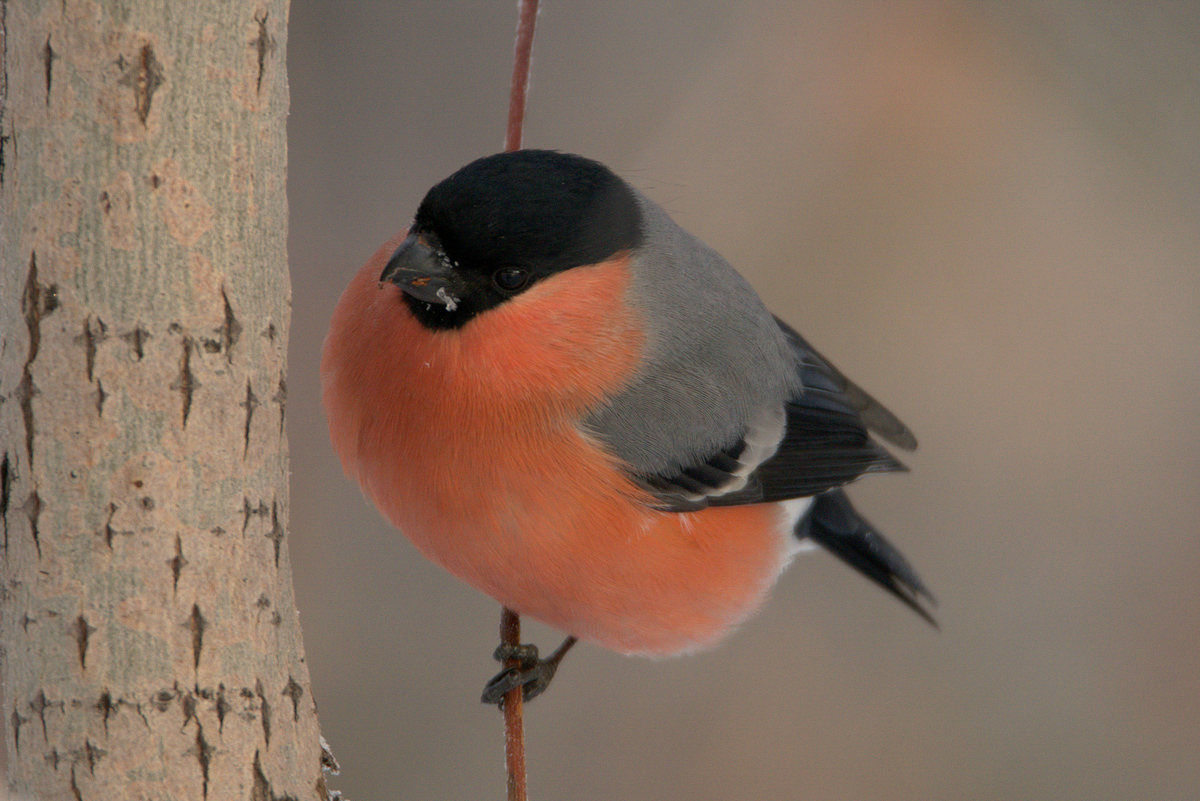 Птицы иркутской области фото Northern Bullfinch (Pyrrhula pyrrhula). Birds of Siberia.