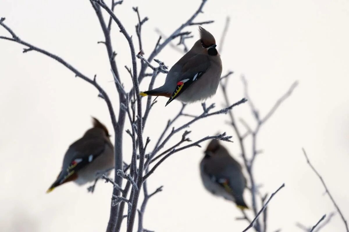 Птицы иркутской области фото Bohemian Waxwing (Bombycilla garrulus). Birds of Siberia.