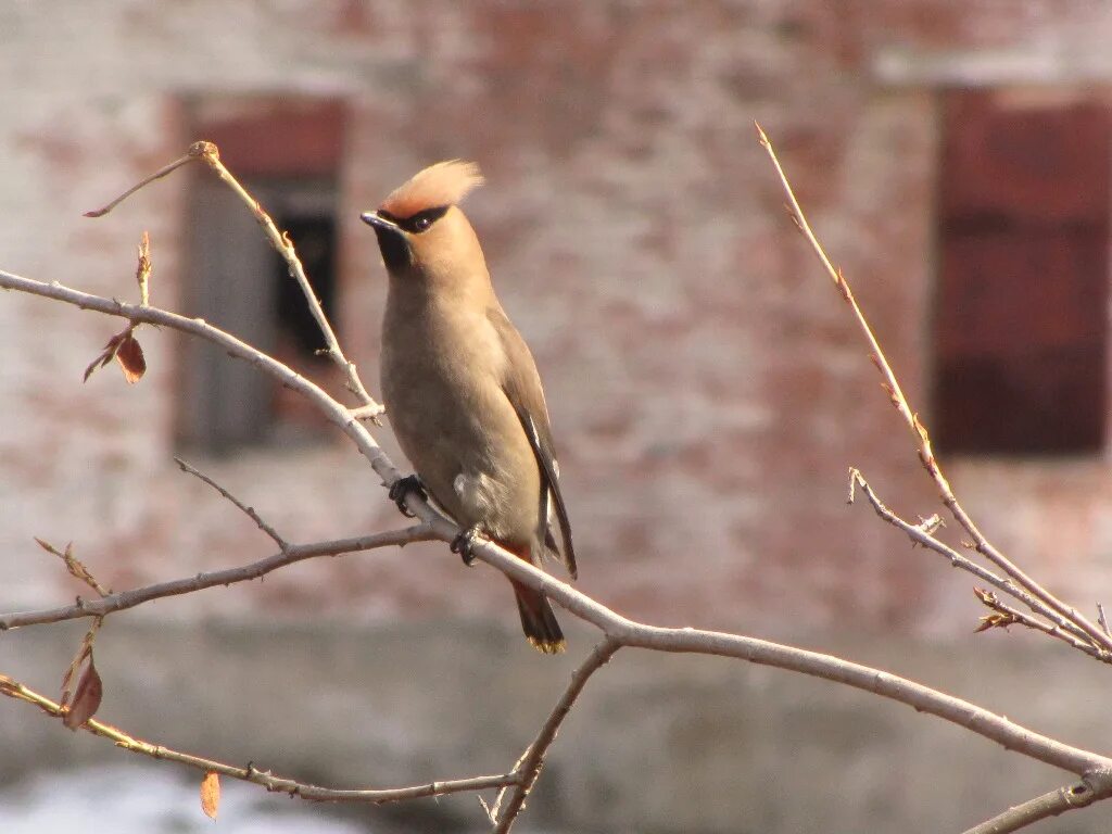 Птицы иркутской области фото Bohemian Waxwing (Bombycilla garrulus). Birds of Siberia.