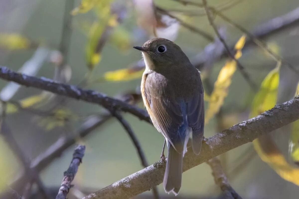 Птицы иркутской области фото Red-flanked Bluetail (Tarsiger cyanurus). Birds of Siberia.