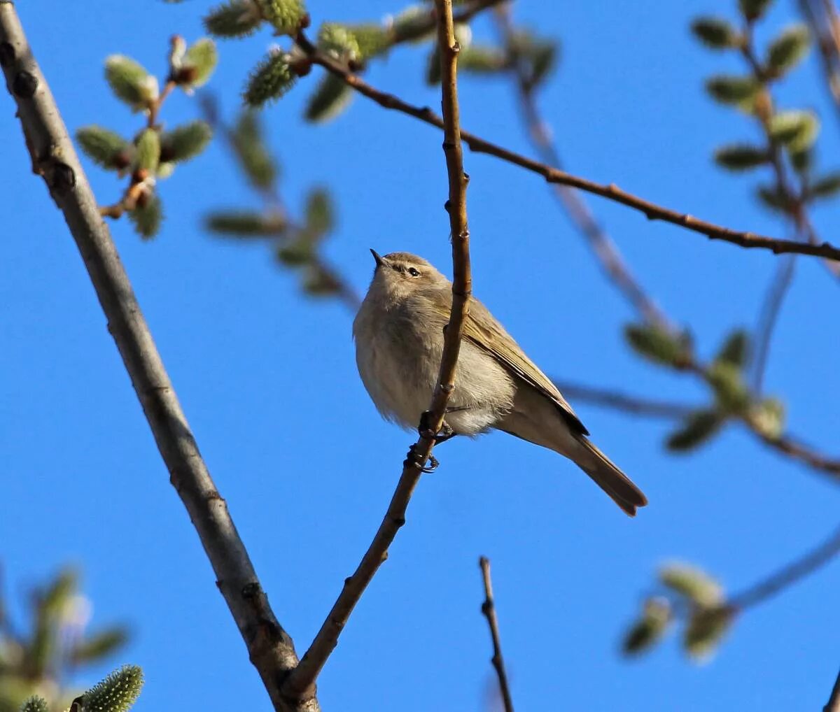 Птицы иркутской области фото Пеночка-теньковка (Phylloscopus collybita). Птицы Сибири.