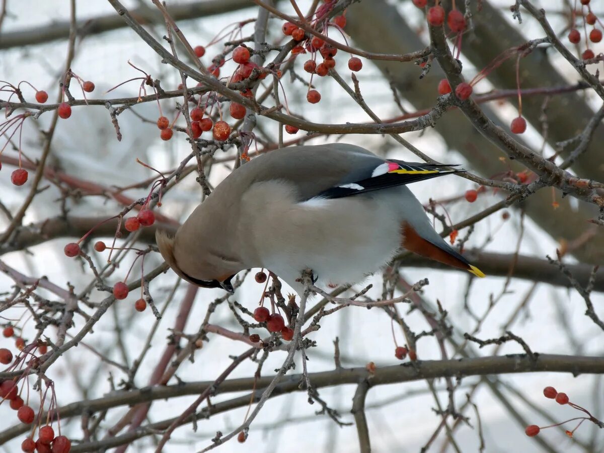 Птицы иркутской области фото Bohemian Waxwing (Bombycilla garrulus). Birds of Siberia.