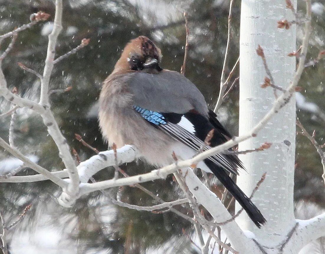 Птицы иркутской области фото с названиями Eurasian Jay (Garrulus glandarius). Birds of Siberia.