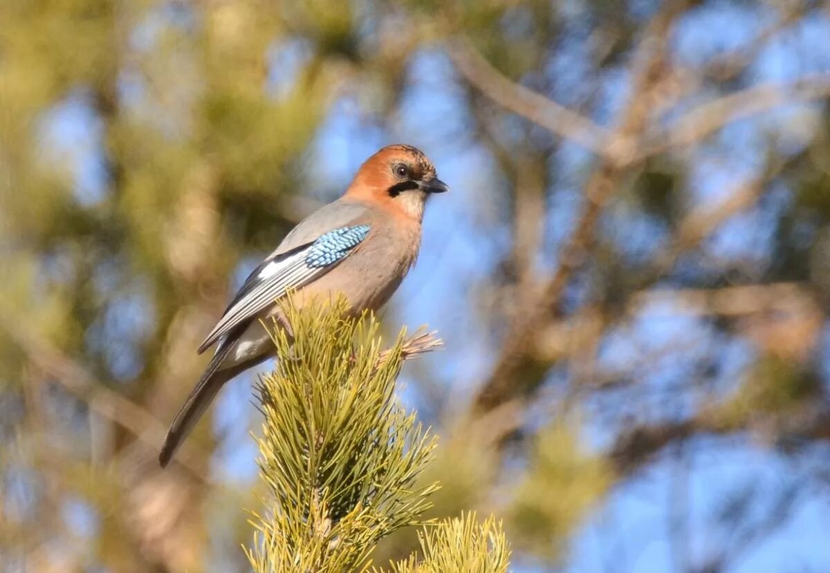 Птицы иркутской области фото с названиями Сойка (Garrulus glandarius). Птицы Сибири.