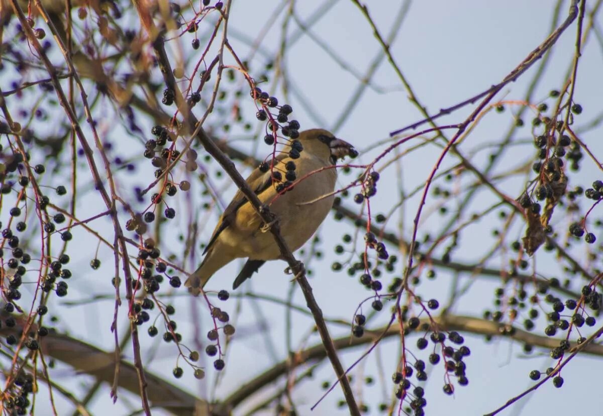 Птицы иркутской области фото с названиями Hawfinch (Coccothraustes coccothraustes). Birds of Siberia.