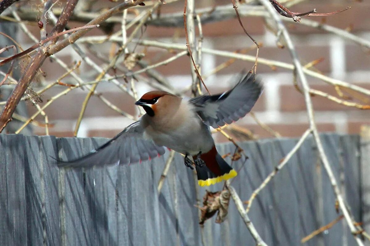 Птицы иркутской области фото с названиями Bohemian Waxwing (Bombycilla garrulus). Birds of Siberia.