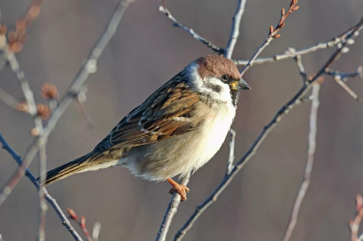 Птицы иваново фото Полевой воробей (Passer montanus). Птицы Сибири.