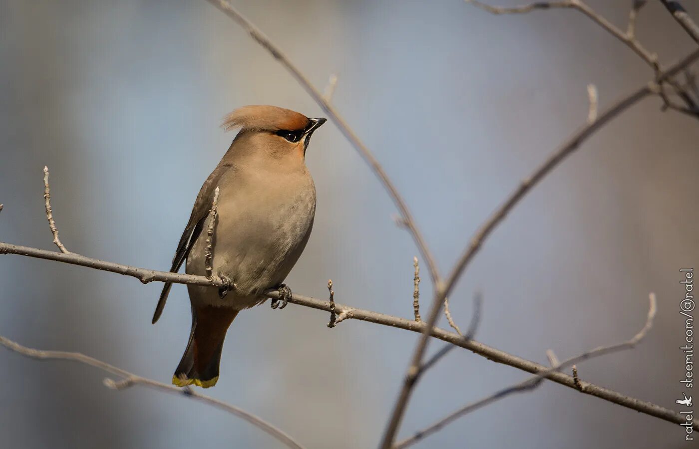 Птицы ивановской области фото с названиями Ratel's photos #221 Forest Birds-168 - Steemit