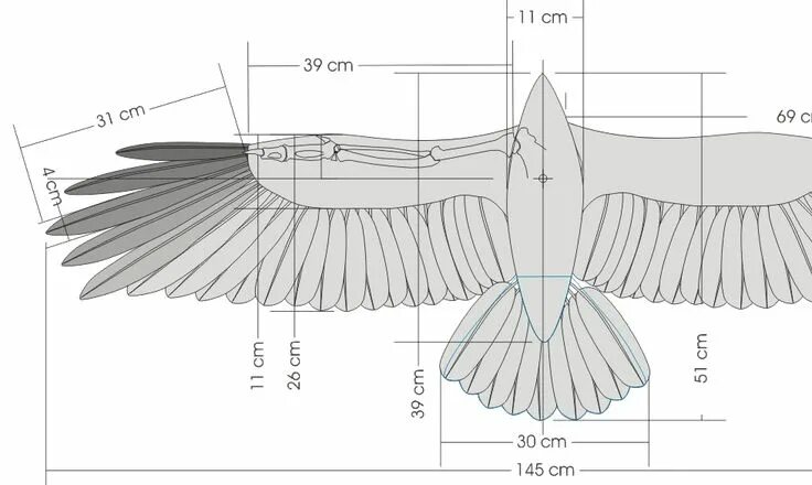 Птицы из дерева своими руками чертежи Wind & Water Drone design, Surfboard design, Kite