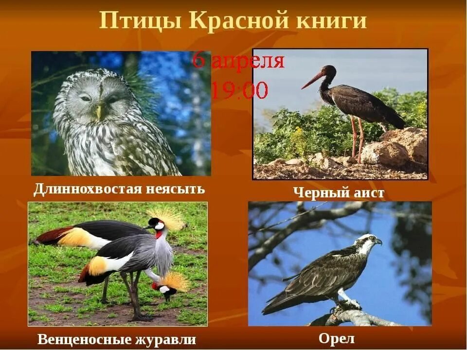 Птицы из красной книги фото Птицы красной книги" 2022, Азнакаевский район - дата и место проведения, програм