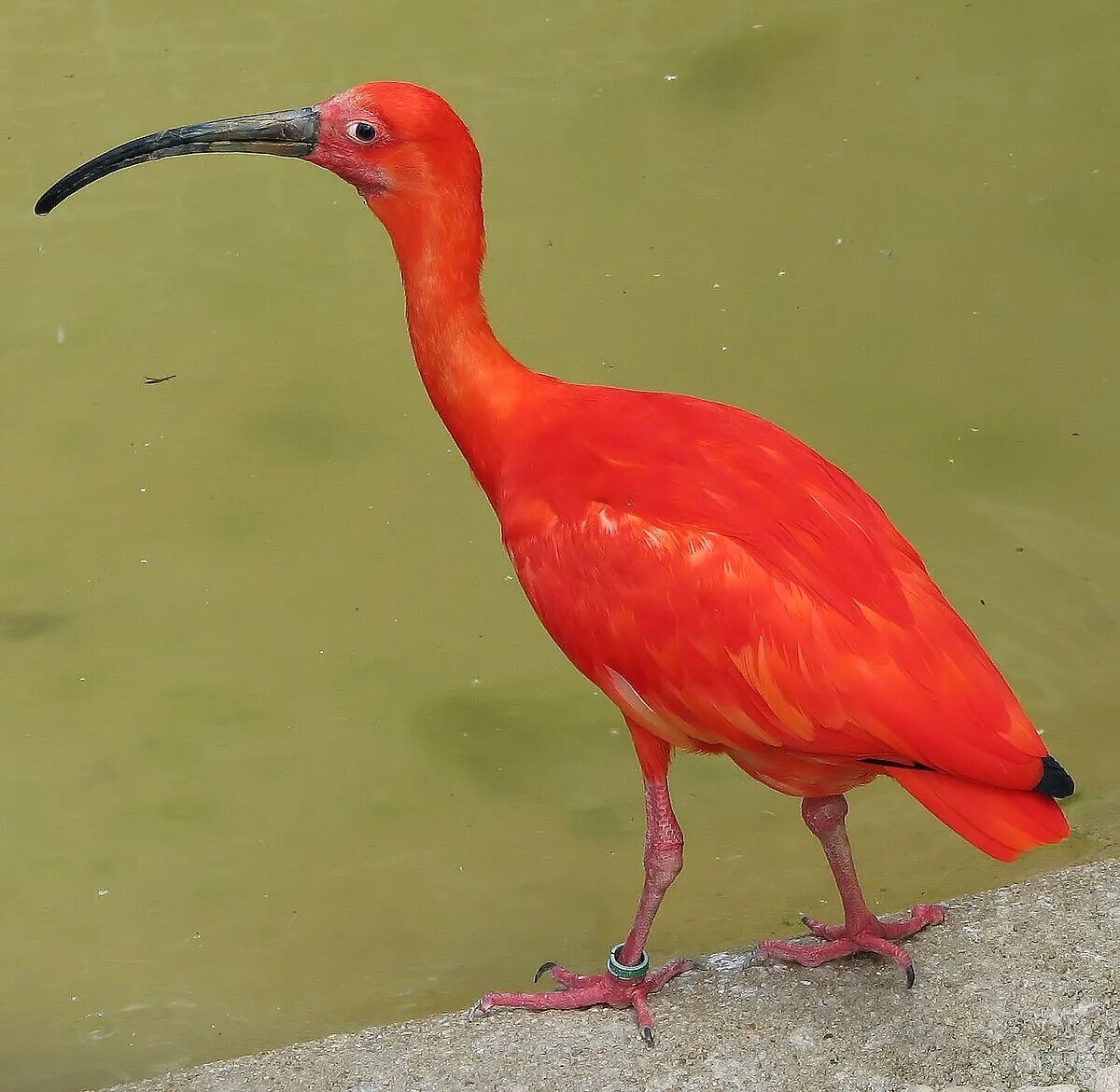 Птицы из красной книги фото Файл:Scarlet ibis arp.jpg - Википедия