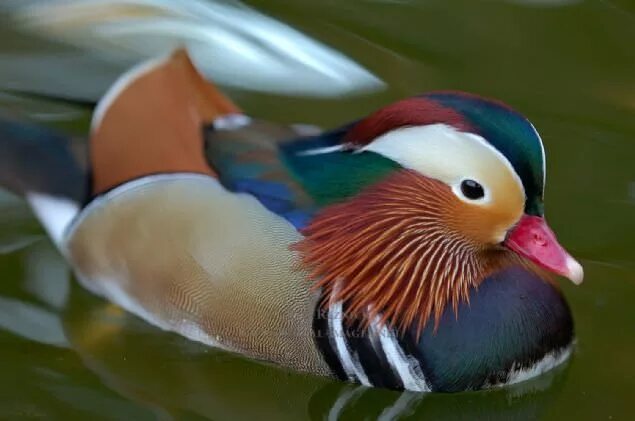 Птицы из красной книги фото Sadakat ve sevginin sembolü mandarin ördekleri Exotic birds, Mandarin duck, Duck