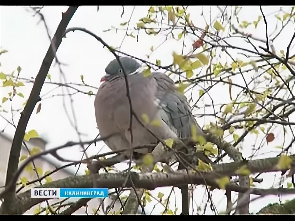 Птицы калининграда фото Калининградские пользователи соцсетей обеспокоились судьбой городских птиц - You