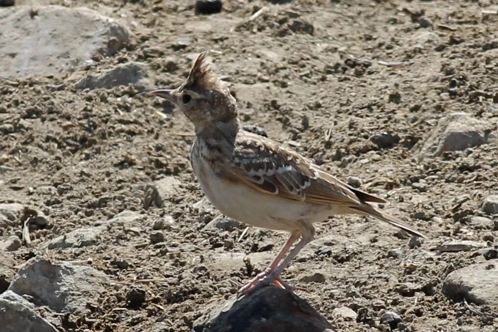 Птицы калмыкии фото Crested Lark from Россия, 356721 on August 20, 2018 at 10:31 AM by Marina Nikono