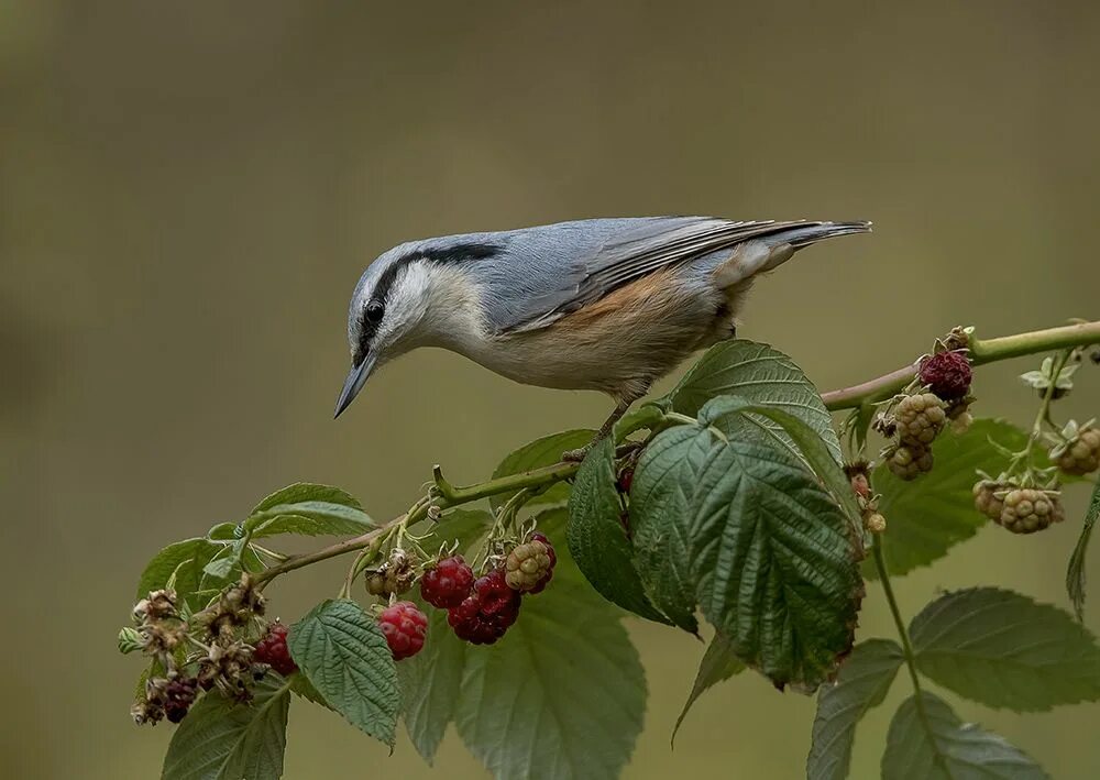 Птицы калужской фото Не жизнь ,а малина. Birds, Animals, Bird