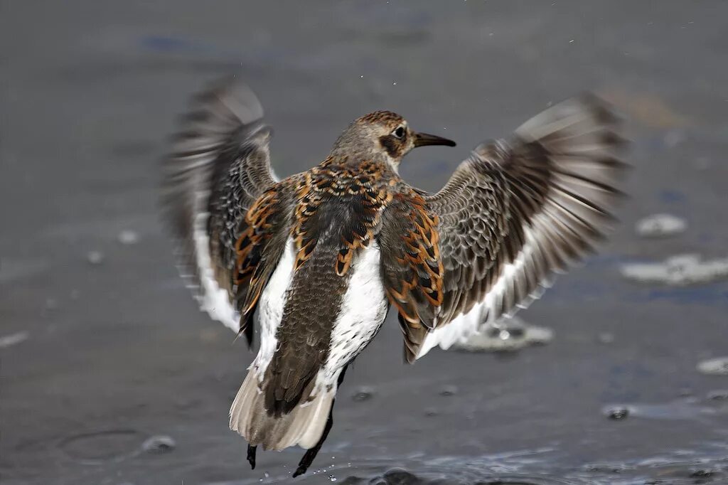 Птицы камчатки фото Ржанкообразные Charadriiformes Бекасовые (Scolopacidae) Берингийский песочник