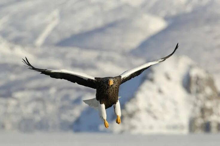 Птицы камчатки фото Pin by desperado on Kamchatka Bald eagle, Animals, Bird