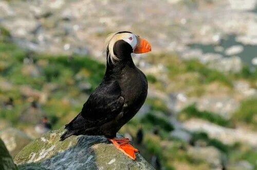 Птицы камчатки фото Pin by Dime Nado on Kamchatka Animals, Bird