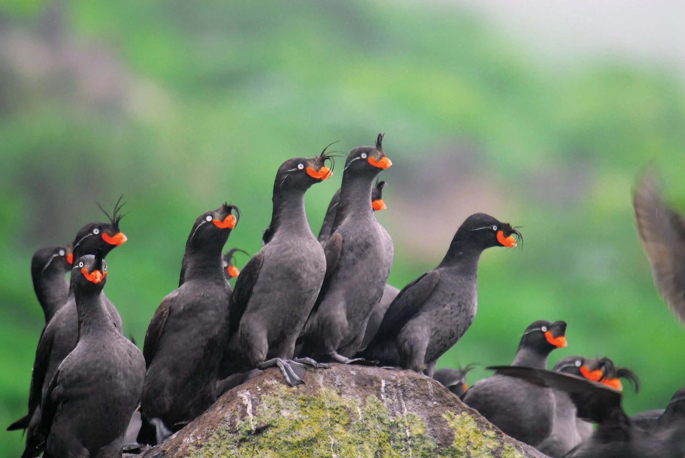 Птицы камчатки фото Auklets, Far East Russia Of Fox and Foe in the Land of Snow Sea birds, Birds, Ar