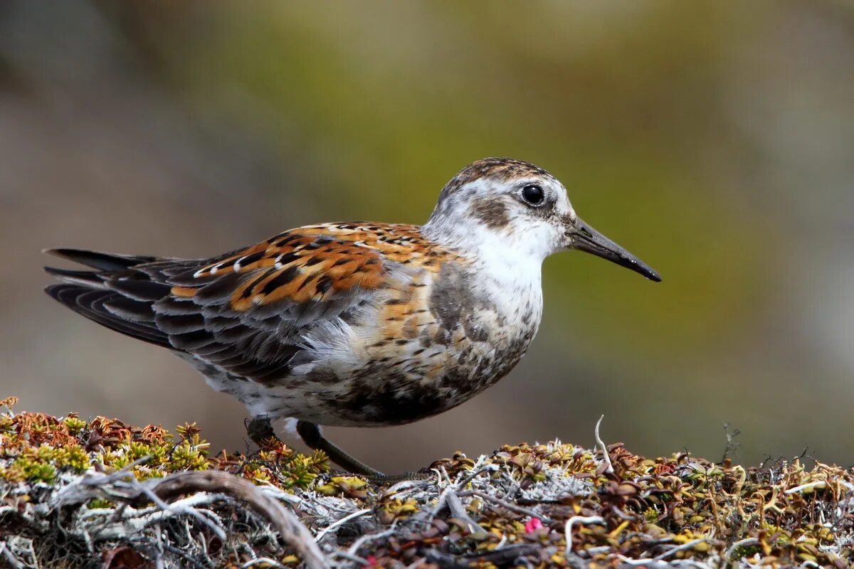 Птицы камчатки фото Южнокамчатский берингийский песочник Calidris ptilocnemis kurilensis Красная кни