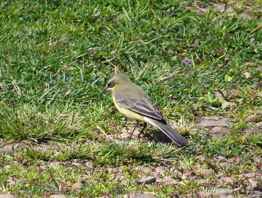 Птицы камчатки фото Eastern Yellow Wagtail (Motacilla tschutschensis). Birds of Siberia.