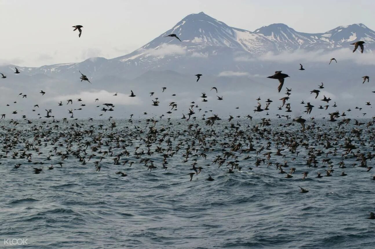 Птицы камчатки фото с названиями Dolphin, Whale, and Bird Watching Cruise in Hokkaido - Klook