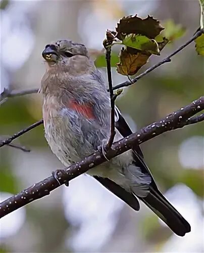 Птицы камчатки фото с названиями Cassin`s Bullfinch Фотобанк ГеоФото/GeoPhoto GetImages Group