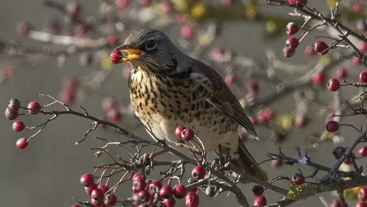 Птицы карелии фото с названиями Officials believe the birds are becoming intoxicated after eating fermented berr