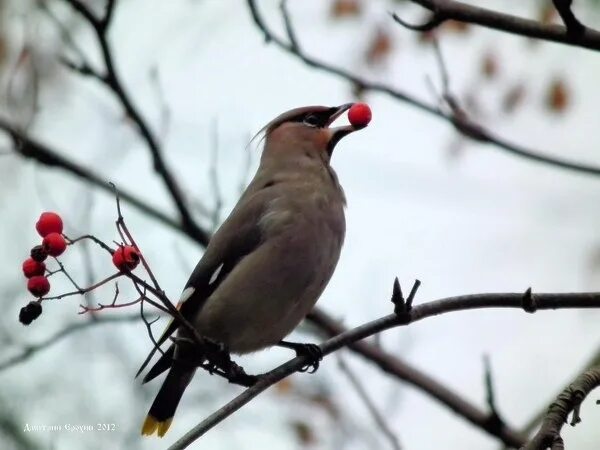 Птицы карелии фото с названиями Мастер-класс "Живая природа"