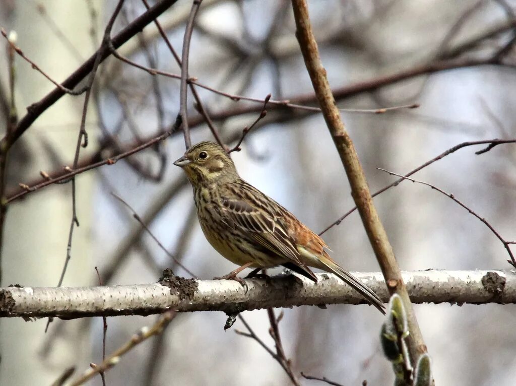 Птицы карелии описание фото Yellowhammer (Emberiza citrinella). Birds of Siberia.