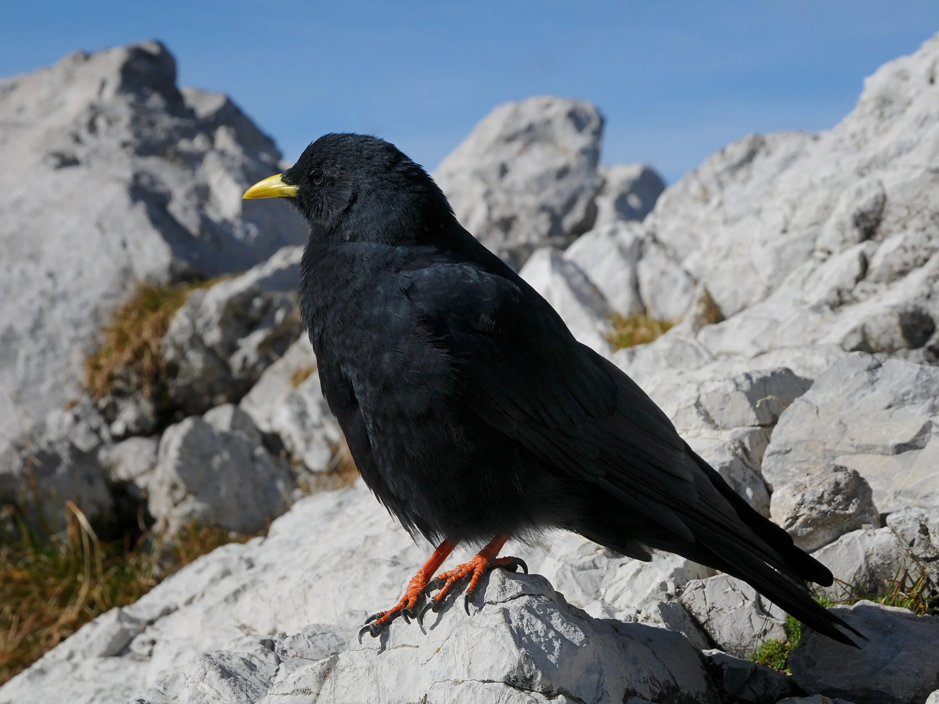 Птицы кавказа фото File:Alpendohle, Pyrrhocorax graculus 3.JPG - Wikimedia Commons