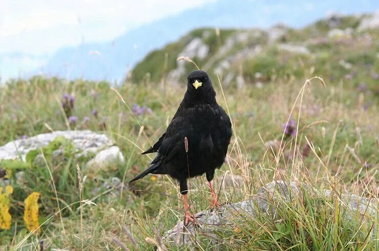 Птицы кавказа фото The Alpine Chough - A Regular of the Ski Resorts