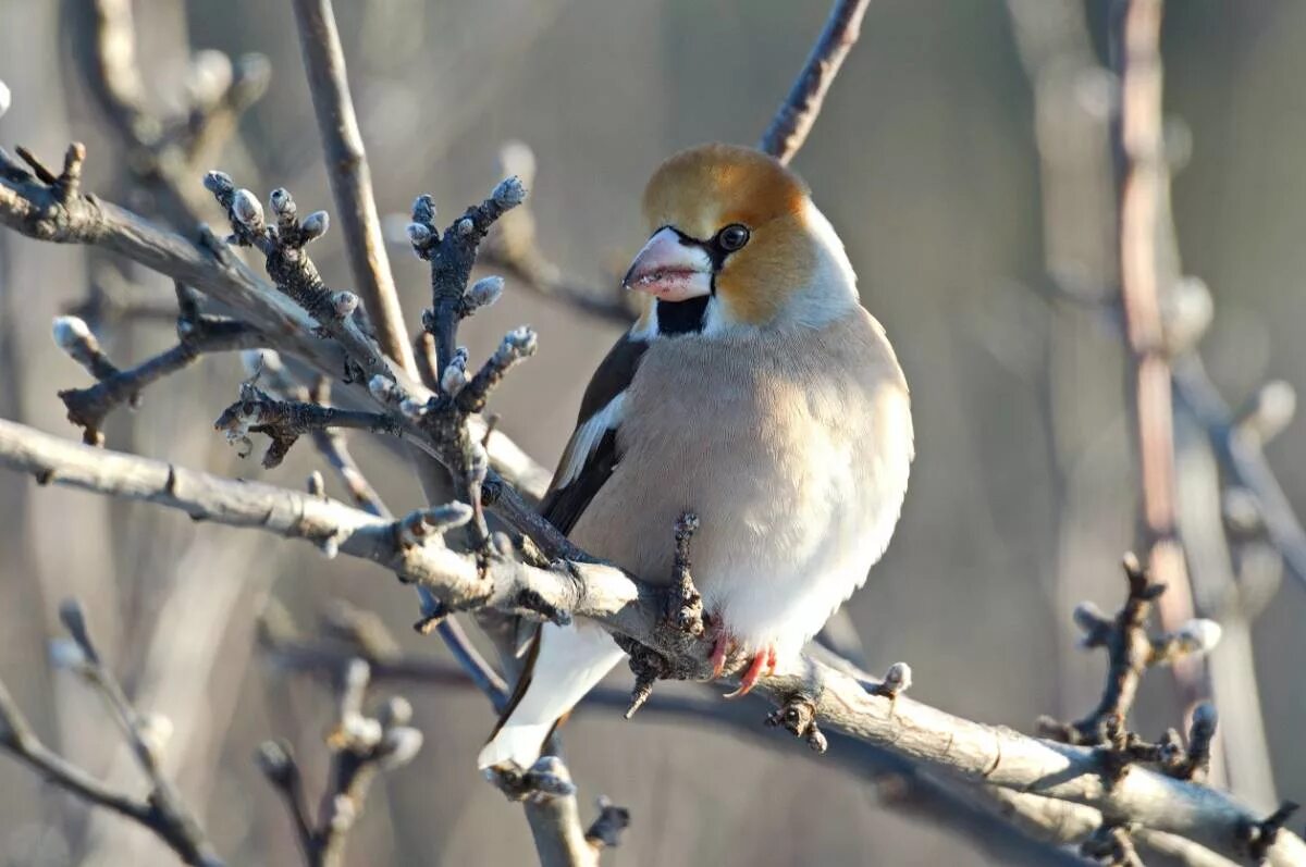 Птицы кемерово фото Hawfinch (Coccothraustes coccothraustes). Birds of Siberia.