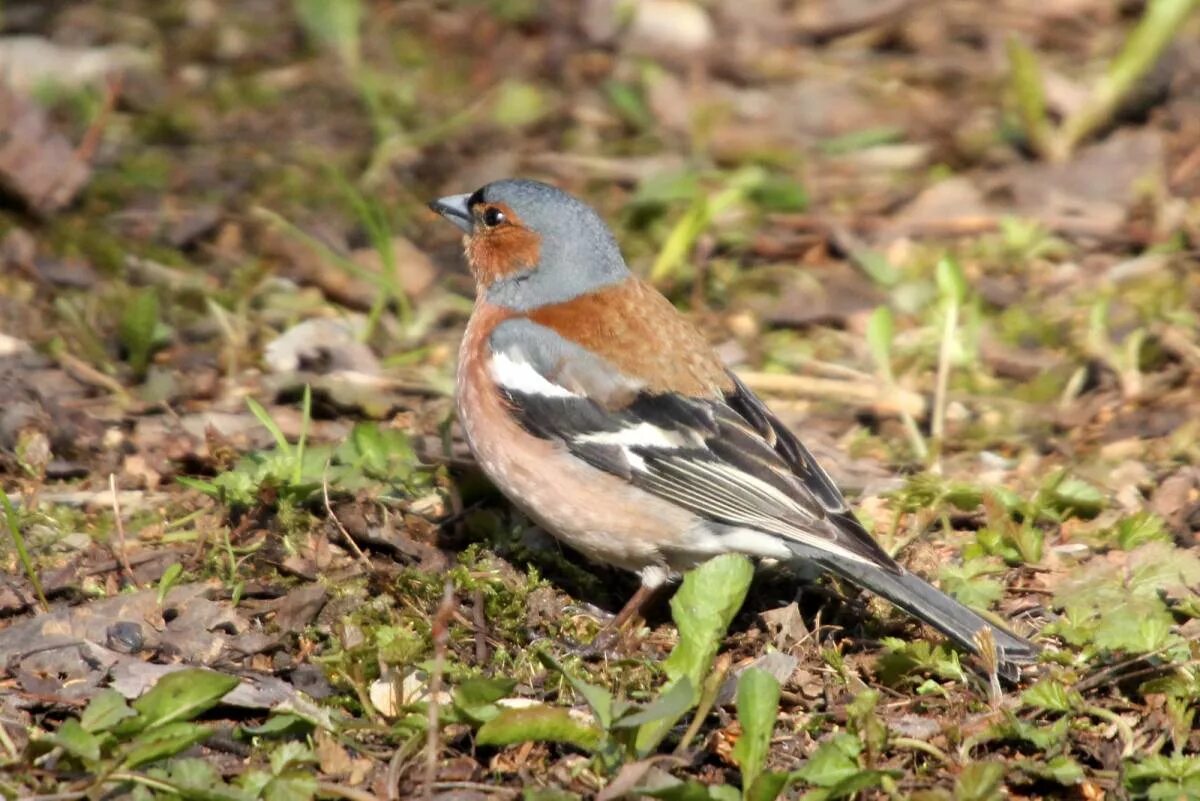 Птицы кемерово фото Common Chaffinch (Fringilla coelebs). Birds of Siberia.