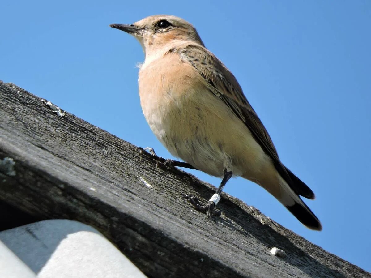 Птицы кемерово фото Northern Wheatear (Oenanthe oenanthe). Birds of Siberia.