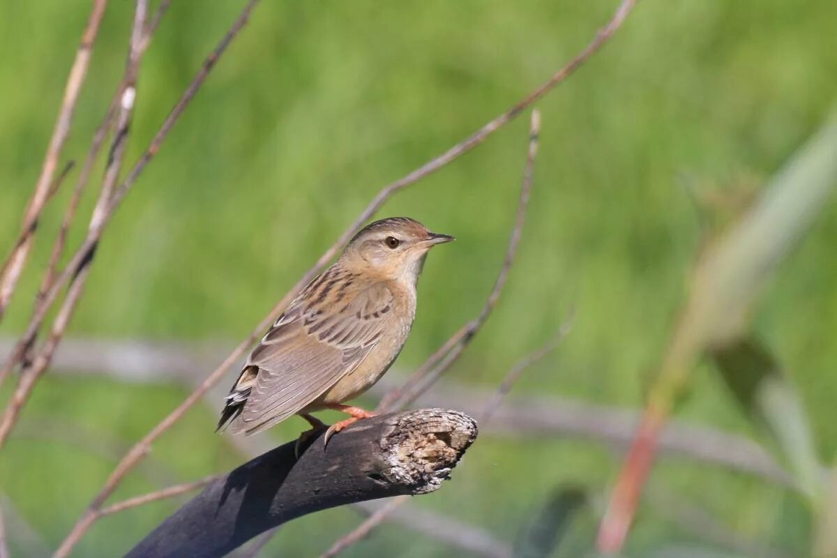 Птицы кемерово фото Pallas's Grasshopper Warbler (Locustella certhiola). Birds of Siberia.