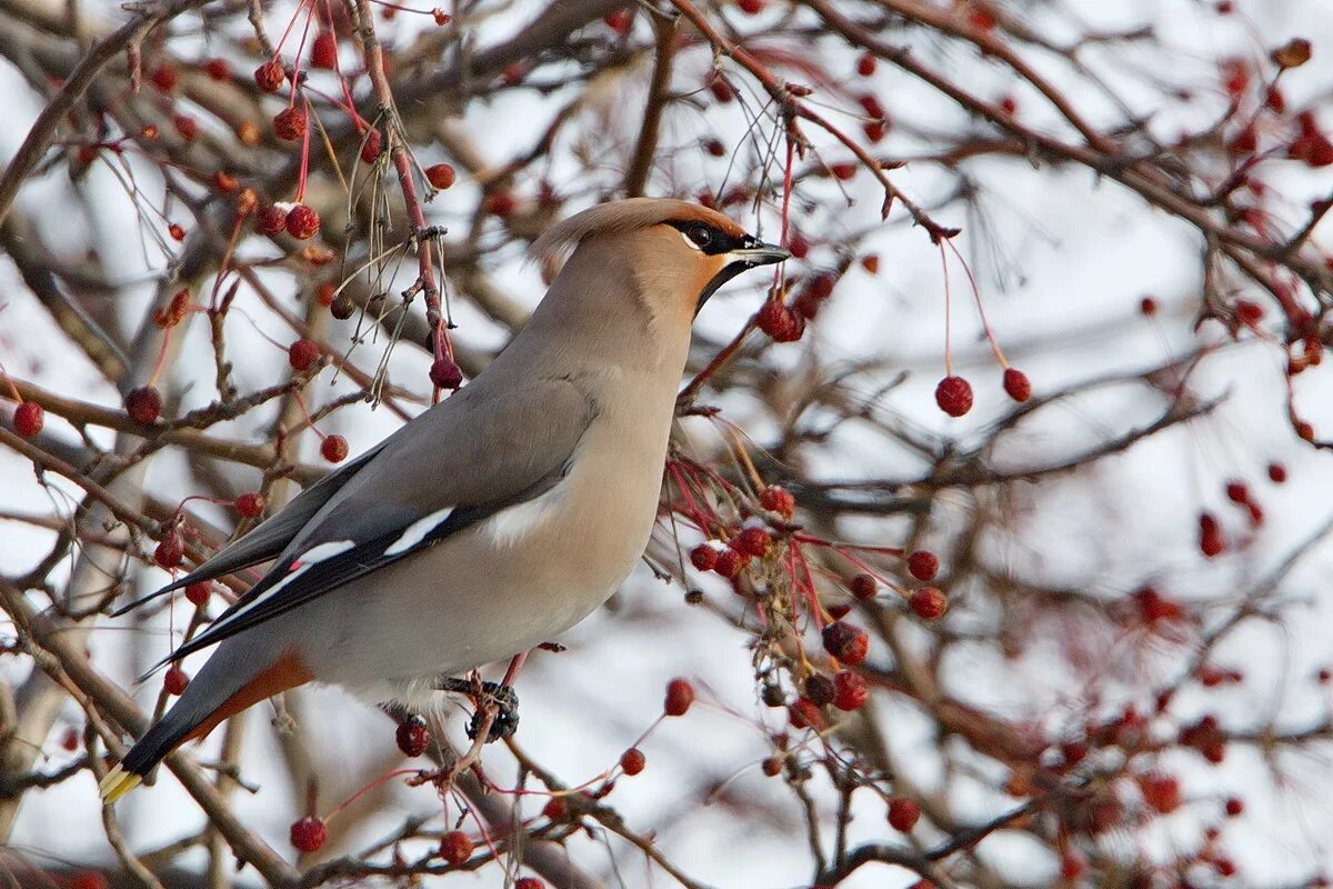 Птицы кемерово фото Bohemian Waxwing (Bombycilla garrulus). Birds of Siberia.