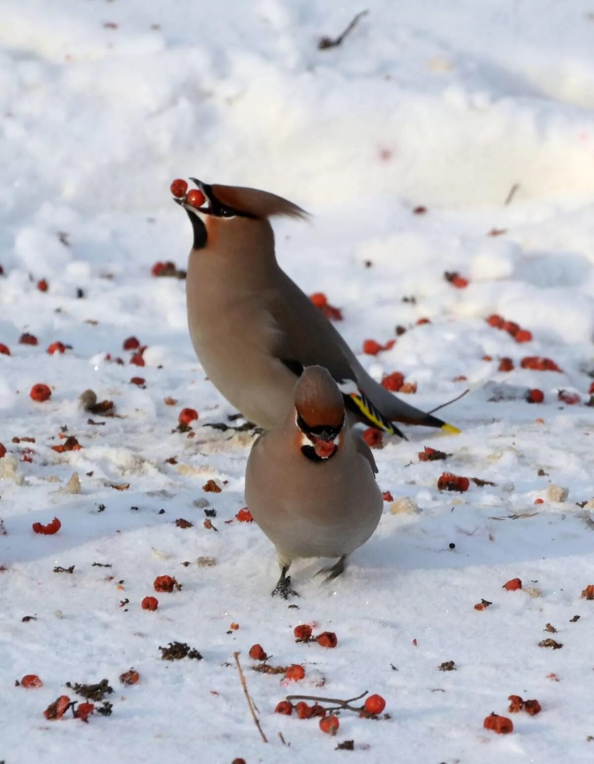 Птицы кемерово фото с названиями Bohemian Waxwing (Bombycilla garrulus). Birds of Siberia.