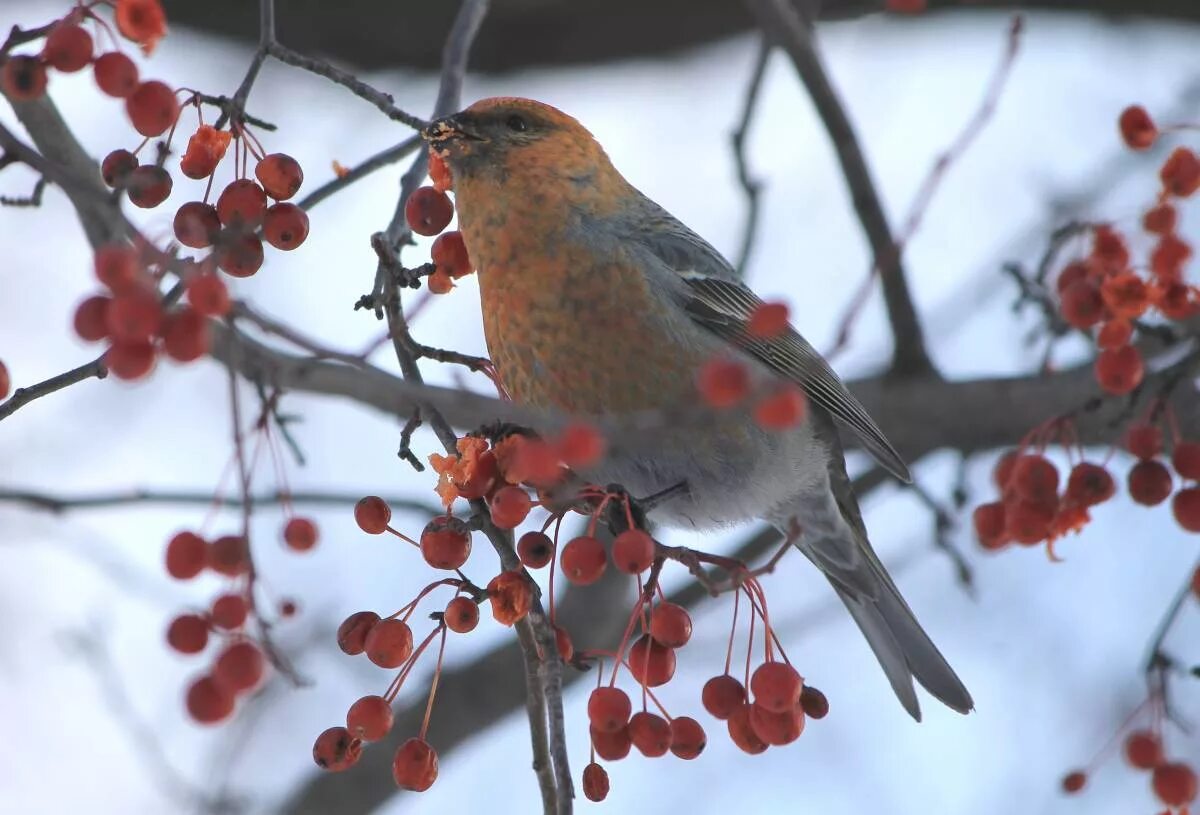 Птицы кемерово фото с названиями Pine Grosbeak (Pinicola enucleator). Birds of Siberia.