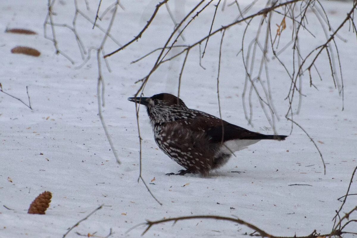 Птицы кемерово фото с названиями Spotted Nutcracker (Nucifraga caryocatactes). Birds of Siberia.