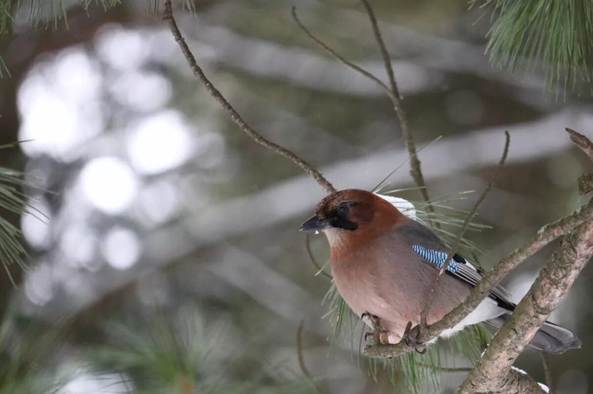 Птицы кемеровской области фото с названиями Eurasian Jay (Garrulus glandarius). Birds of Siberia.