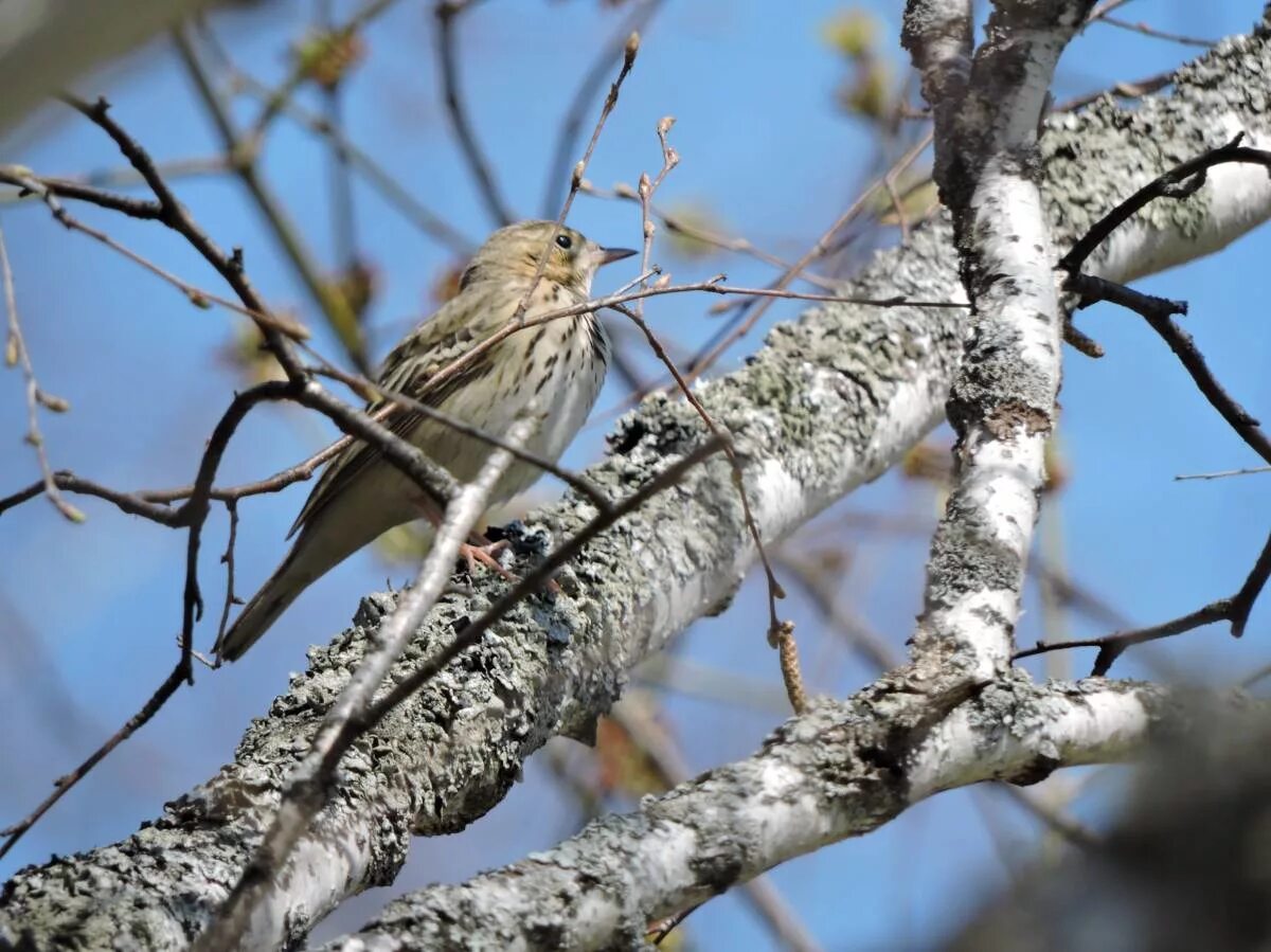 Птицы кемеровской области фото с названиями Tree Pipit (Anthus trivialis). Birds of Siberia.