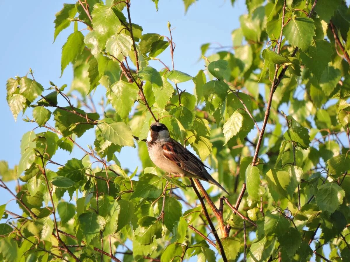 Птицы кемеровской области фото с названиями House Sparrow (Passer domesticus). Birds of Siberia.