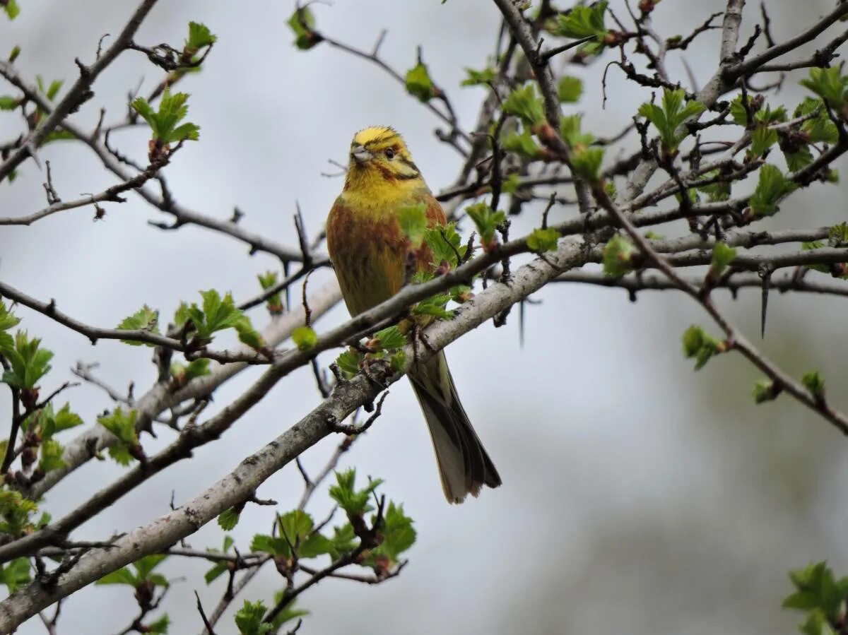 Птицы кемеровской области фото с названиями Yellowhammer (Emberiza citrinella). Birds of Siberia.