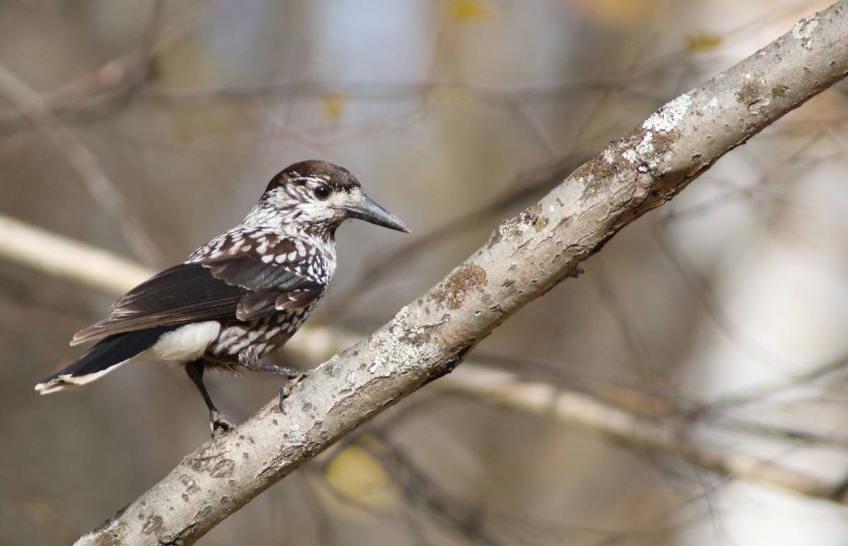 Птицы кемеровской области фото с названиями Spotted Nutcracker (Nucifraga caryocatactes). Birds of Siberia.