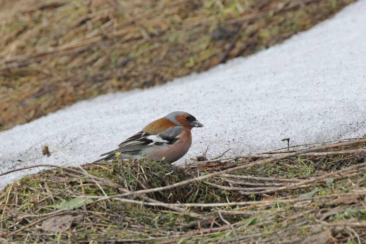 Птицы кемеровской области фото с названиями Common Chaffinch (Fringilla coelebs). Birds of Siberia.