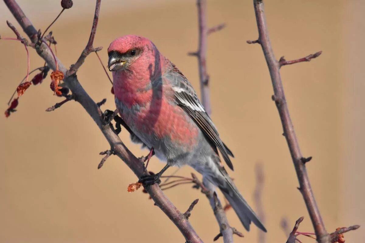 Птицы кемеровской области фото с названиями Pine Grosbeak (Pinicola enucleator). Birds of Siberia.