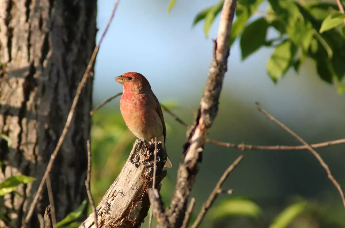 Птицы кемеровской области фото с названиями Common Rosefinch (Carpodacus erythrinus). Birds of Siberia.