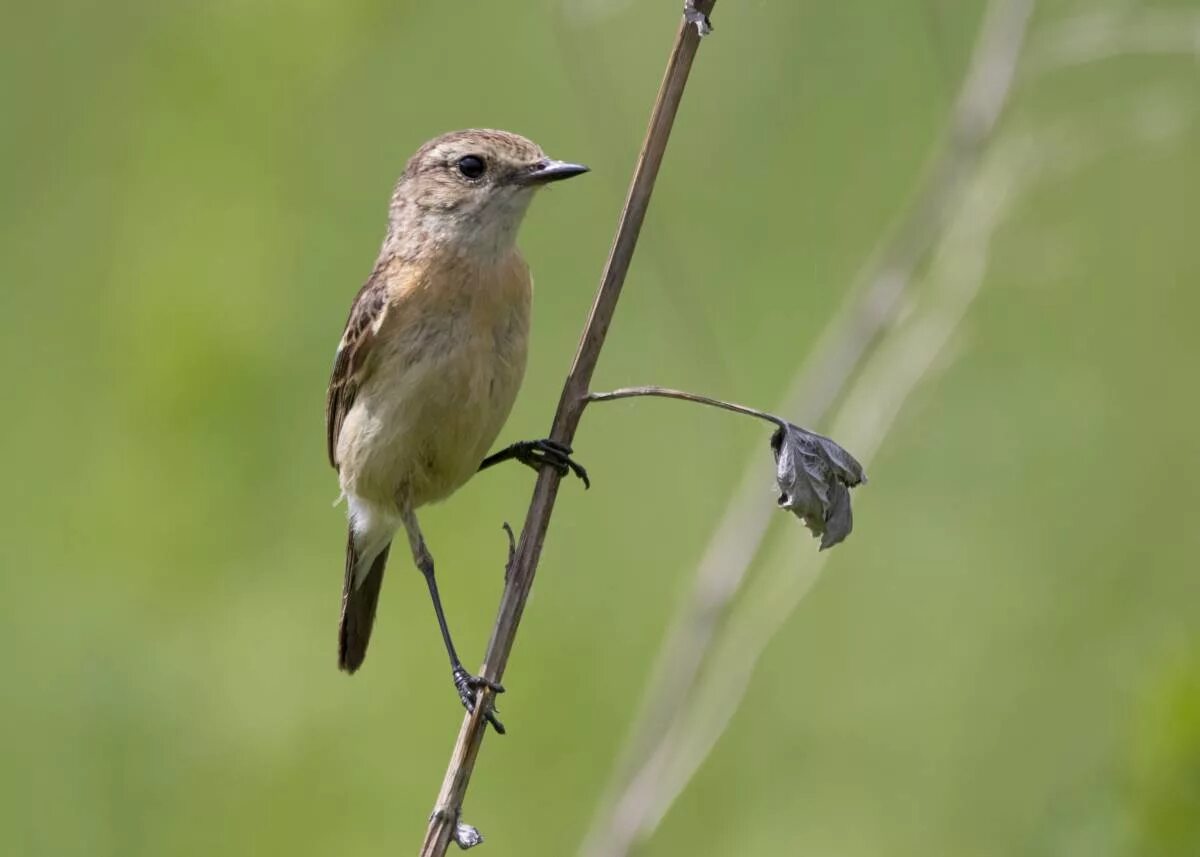 Птицы кемеровской области фото с названиями Common Stonechat (Saxicola torquata). Birds of Siberia.